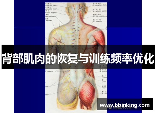 背部肌肉的恢复与训练频率优化